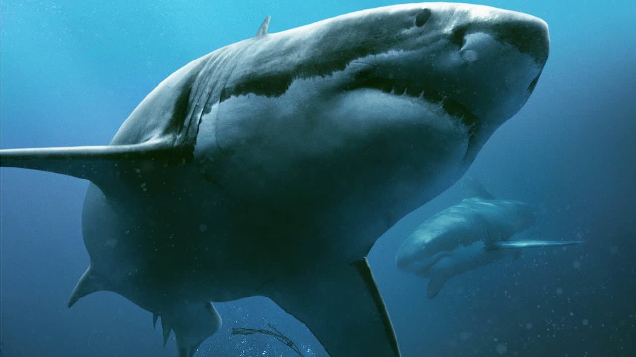 47 Meters Down — backdrops 6