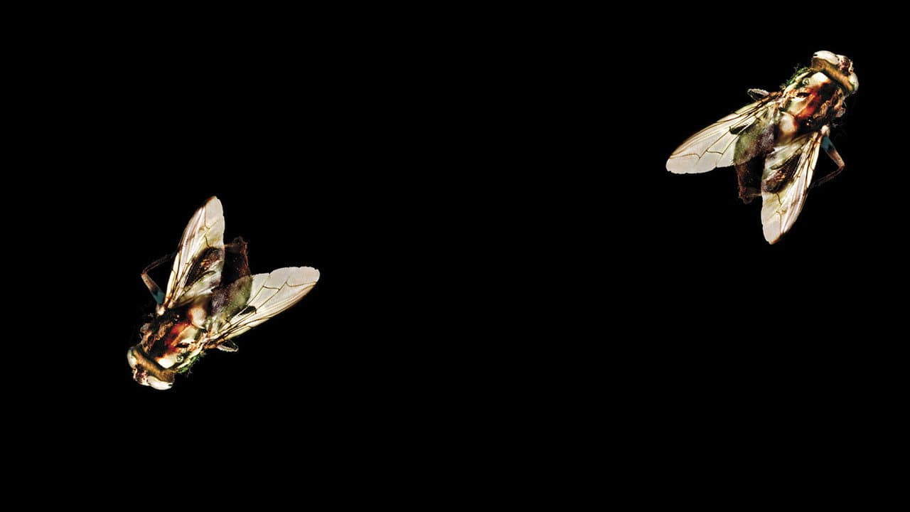 The Fly II — backdrops 4