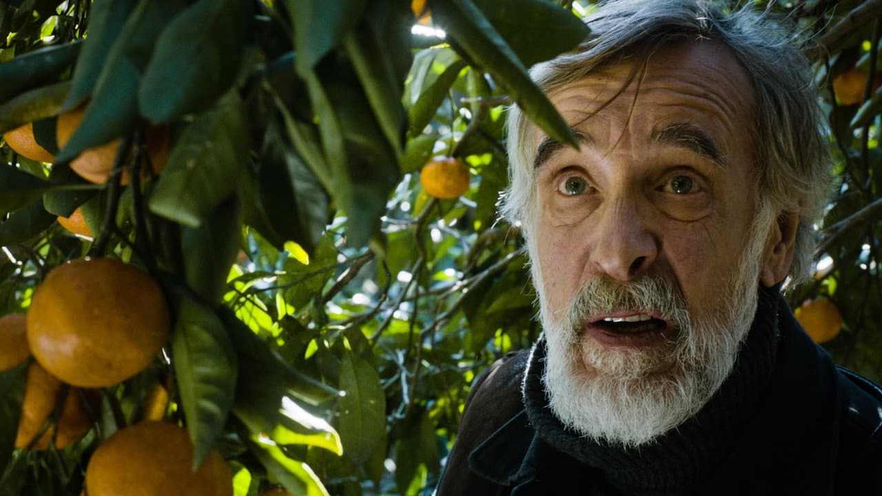 Tangerines — backdrops 3