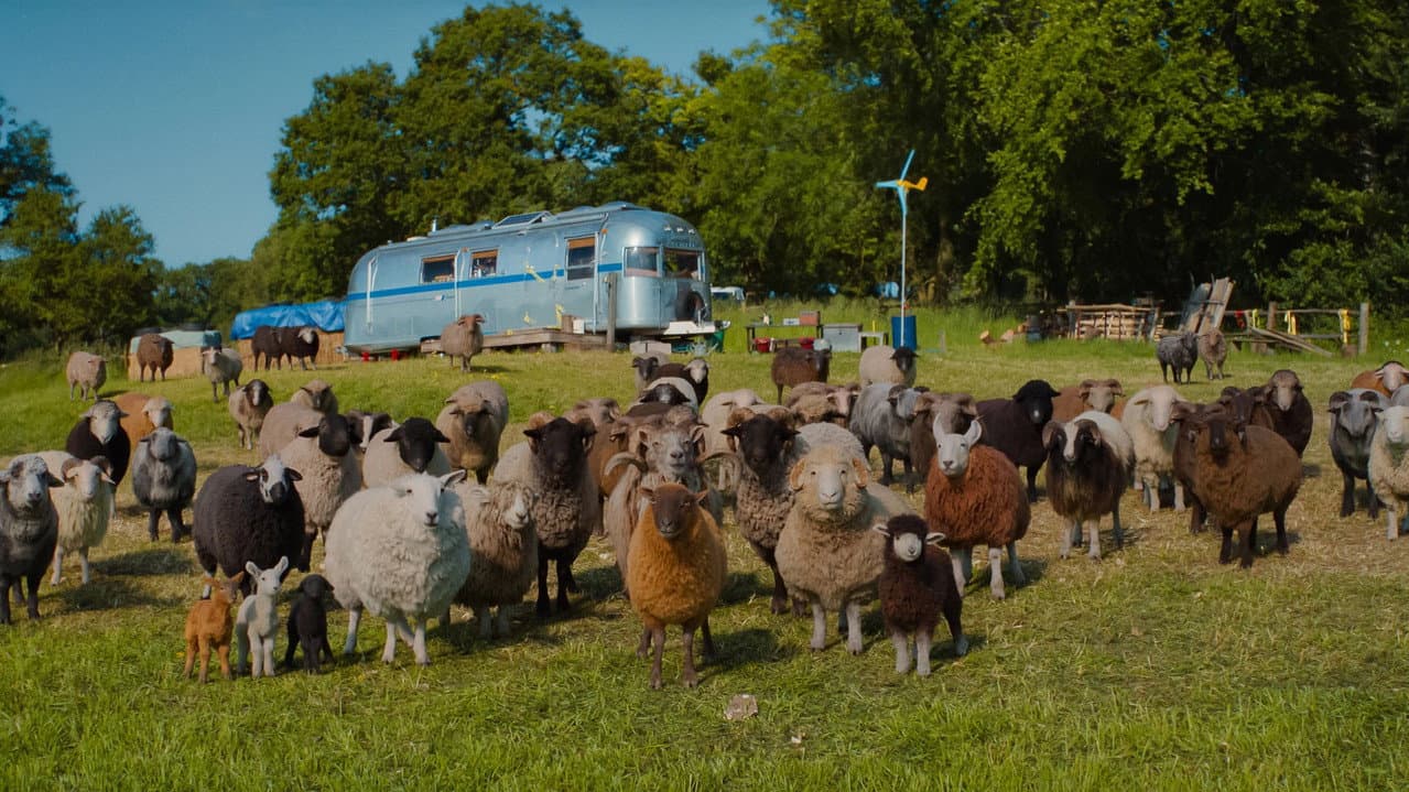 The Sheep Detectives — backdrops 6