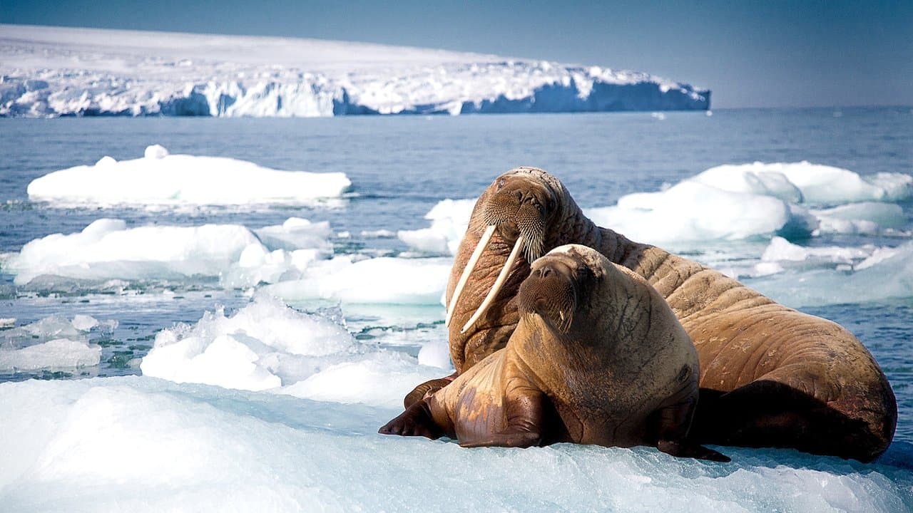 Blue Planet II — backdrops 6