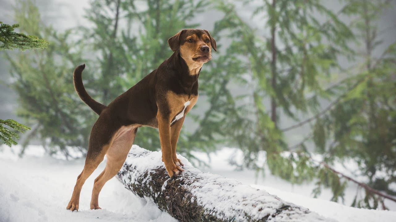 A Dog's Way Home — backdrops 2