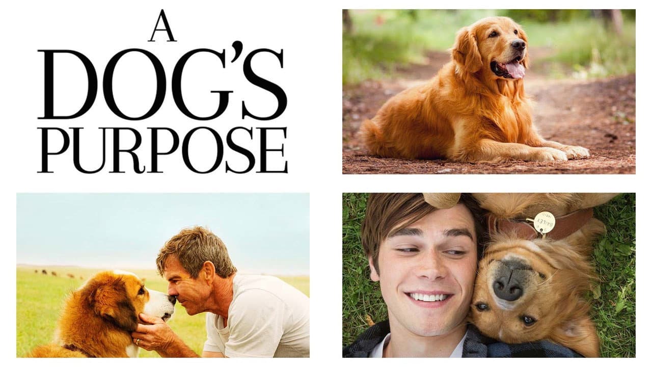 A Dog's Purpose — backdrops with title 3