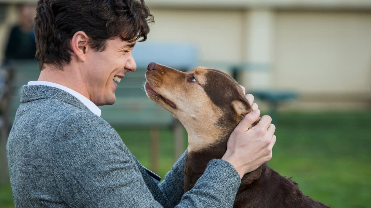 A Dog's Way Home — backdrops 5