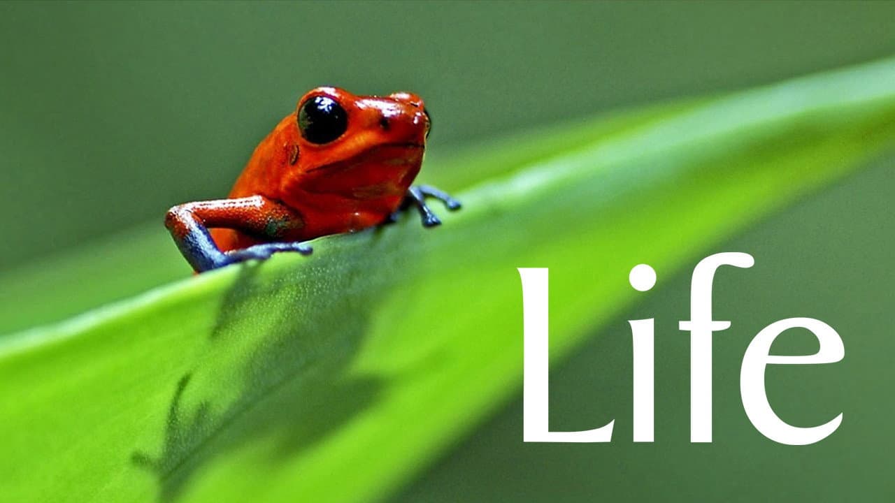 Life — backdrops with title 4