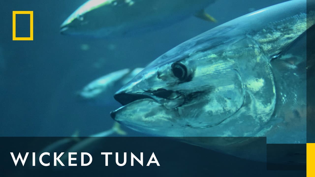 Wicked Tuna — backdrops with title 5