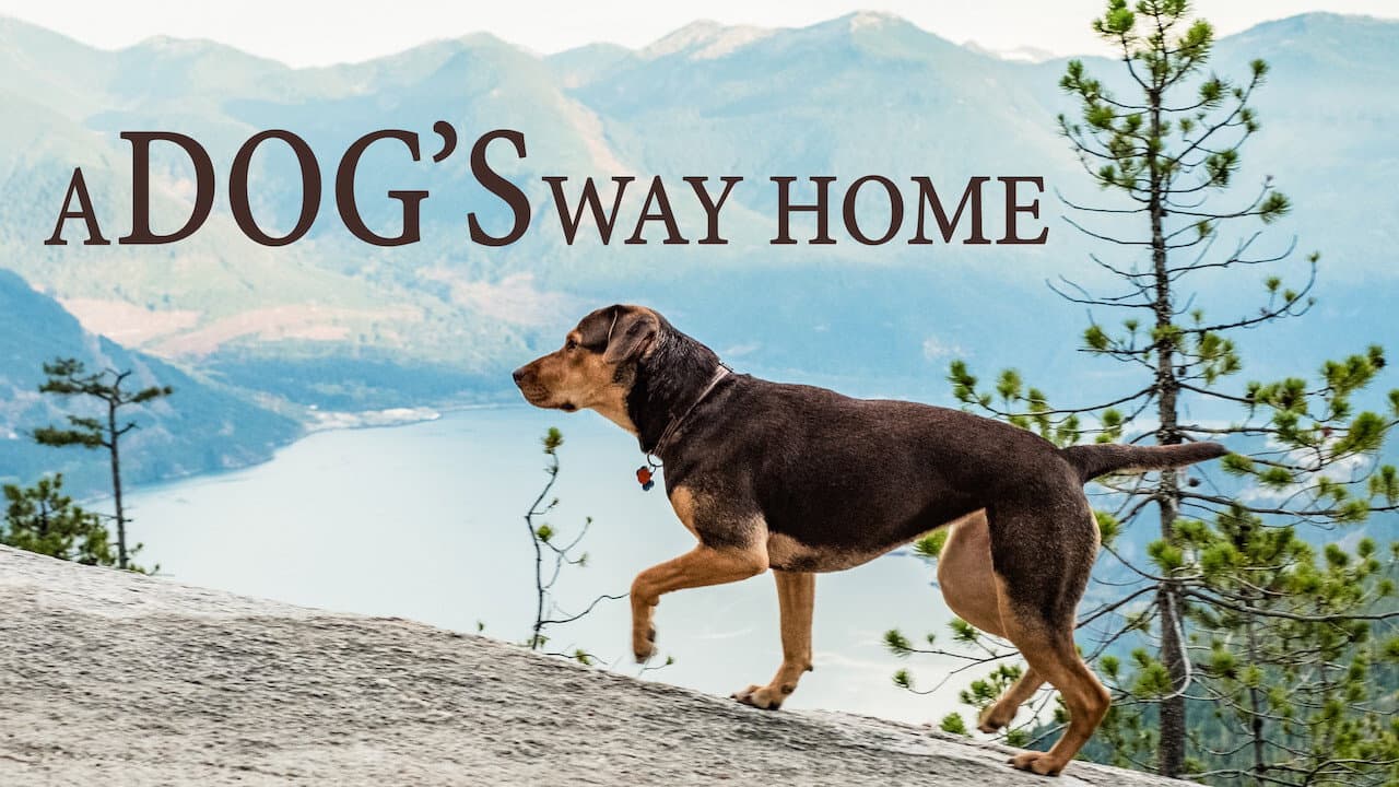 A Dog's Way Home — backdrops with title 3