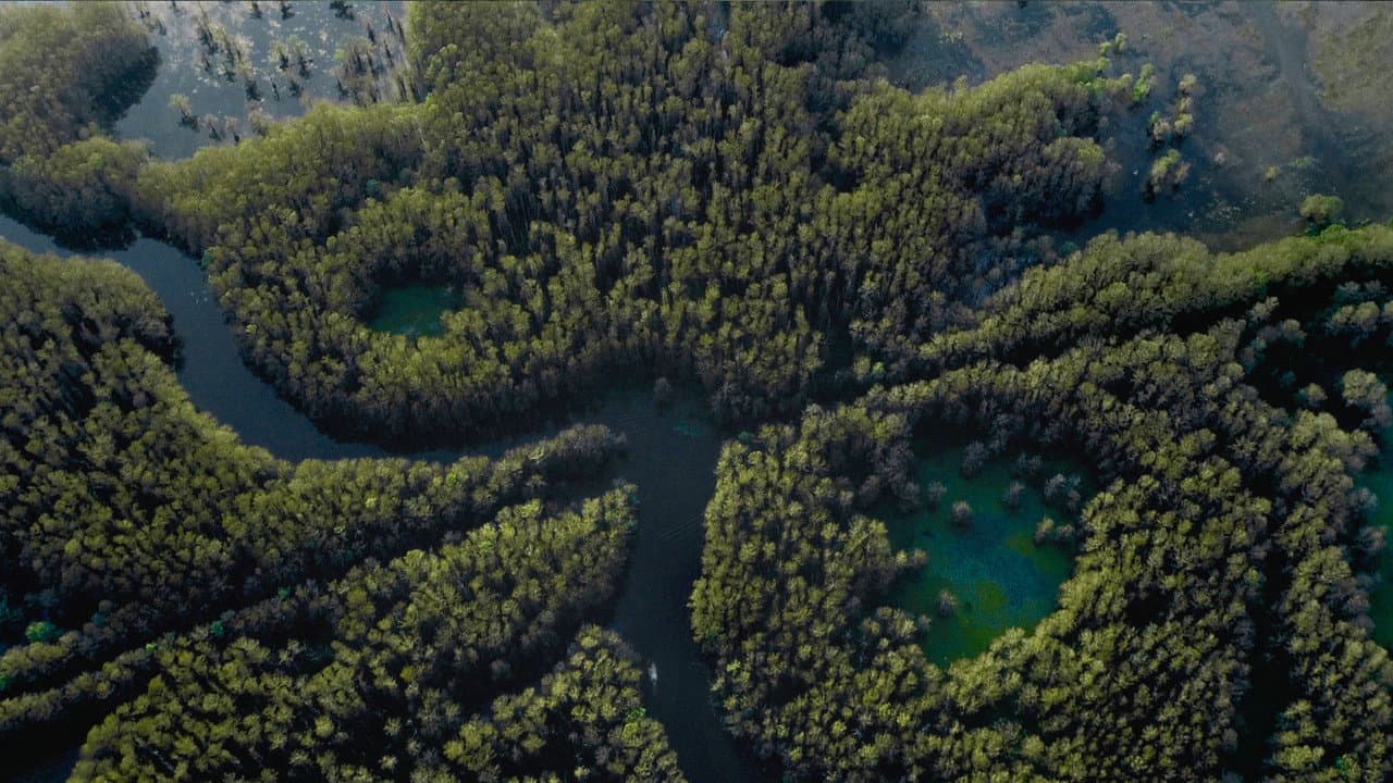 Caddo Lake — backdrops 7