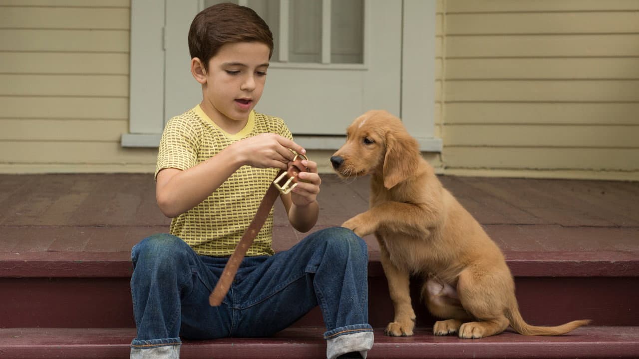 A Dog's Purpose — backdrops 2
