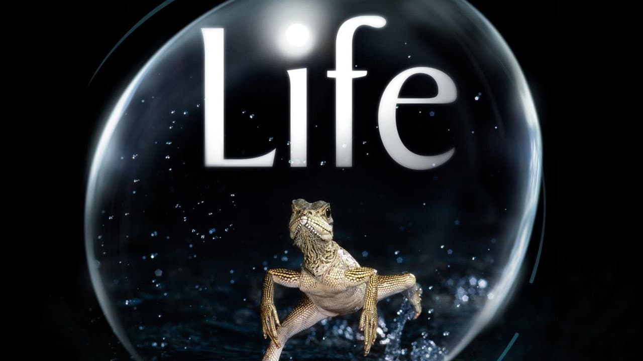 Life — backdrops with title 1