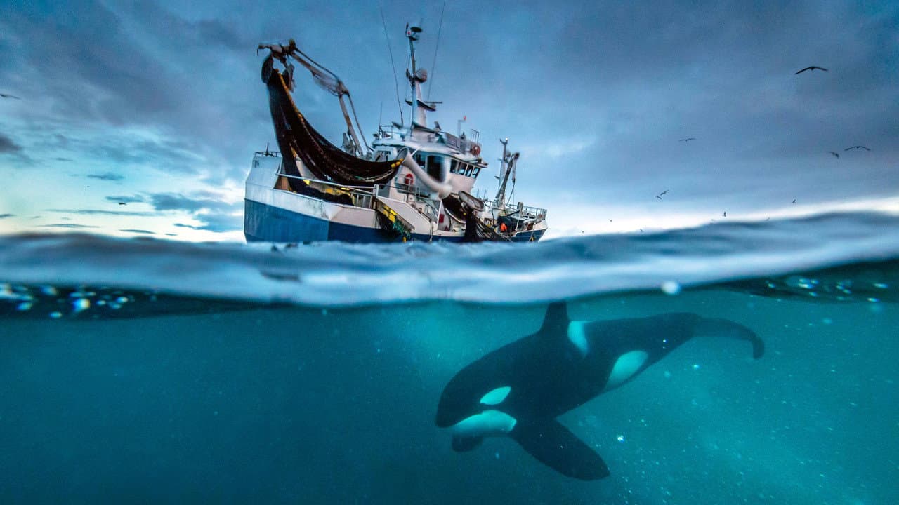 Blue Planet II — backdrops 7