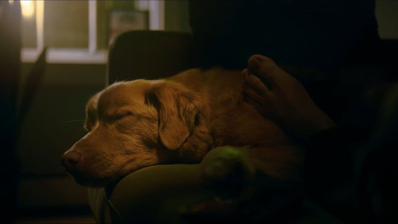 Good Boy — backdrops 4