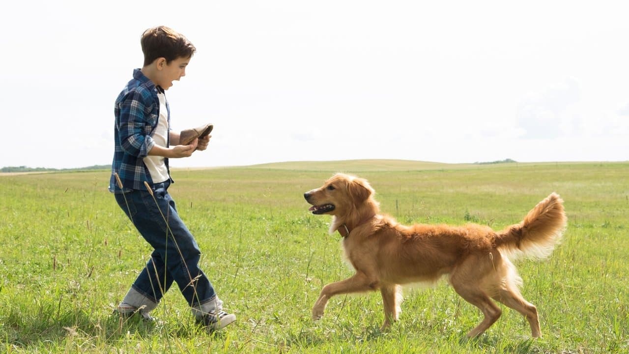 A Dog's Purpose — backdrops 1