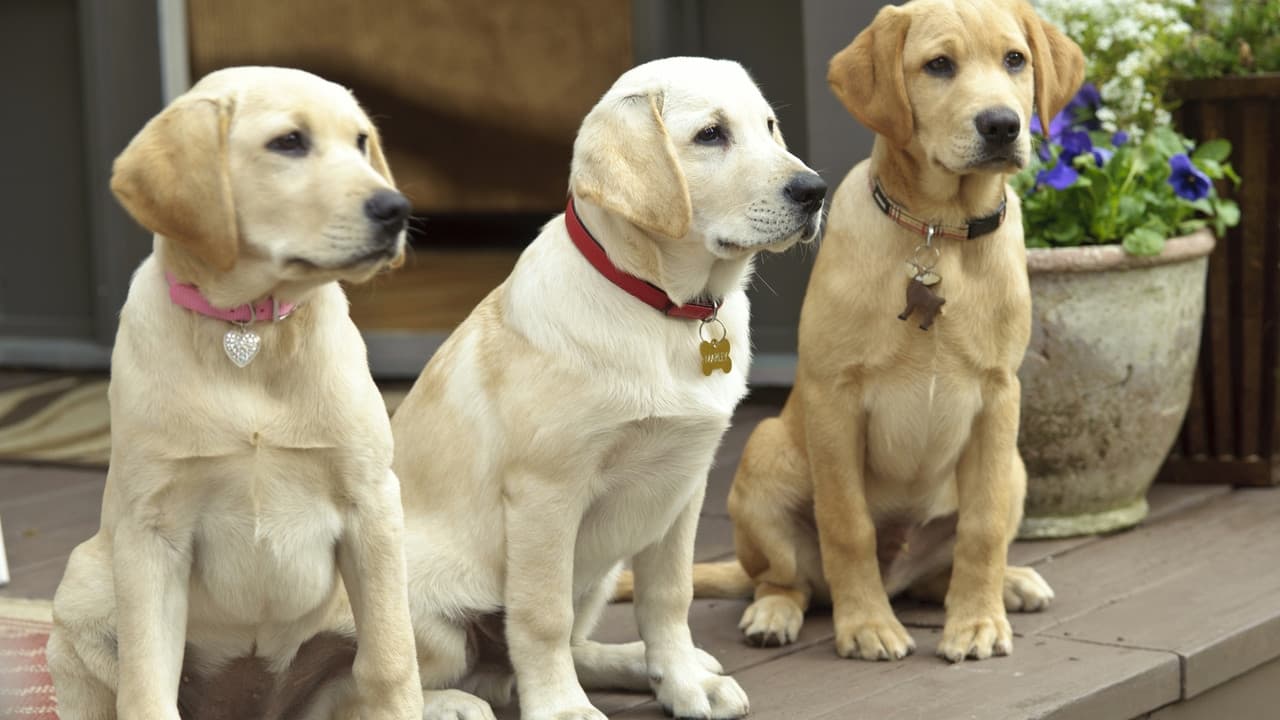 Marley & Me: The Puppy Years — backdrops 8