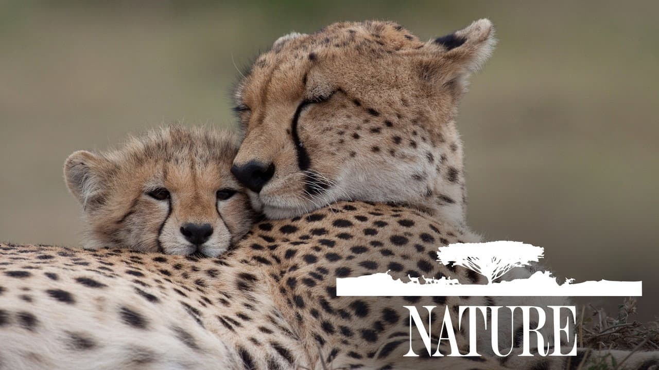 Nature — backdrops with title 7