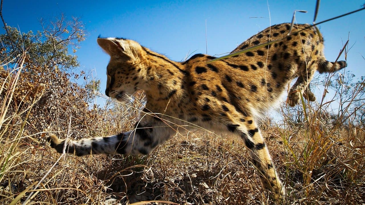 Planet Earth II — backdrops 4