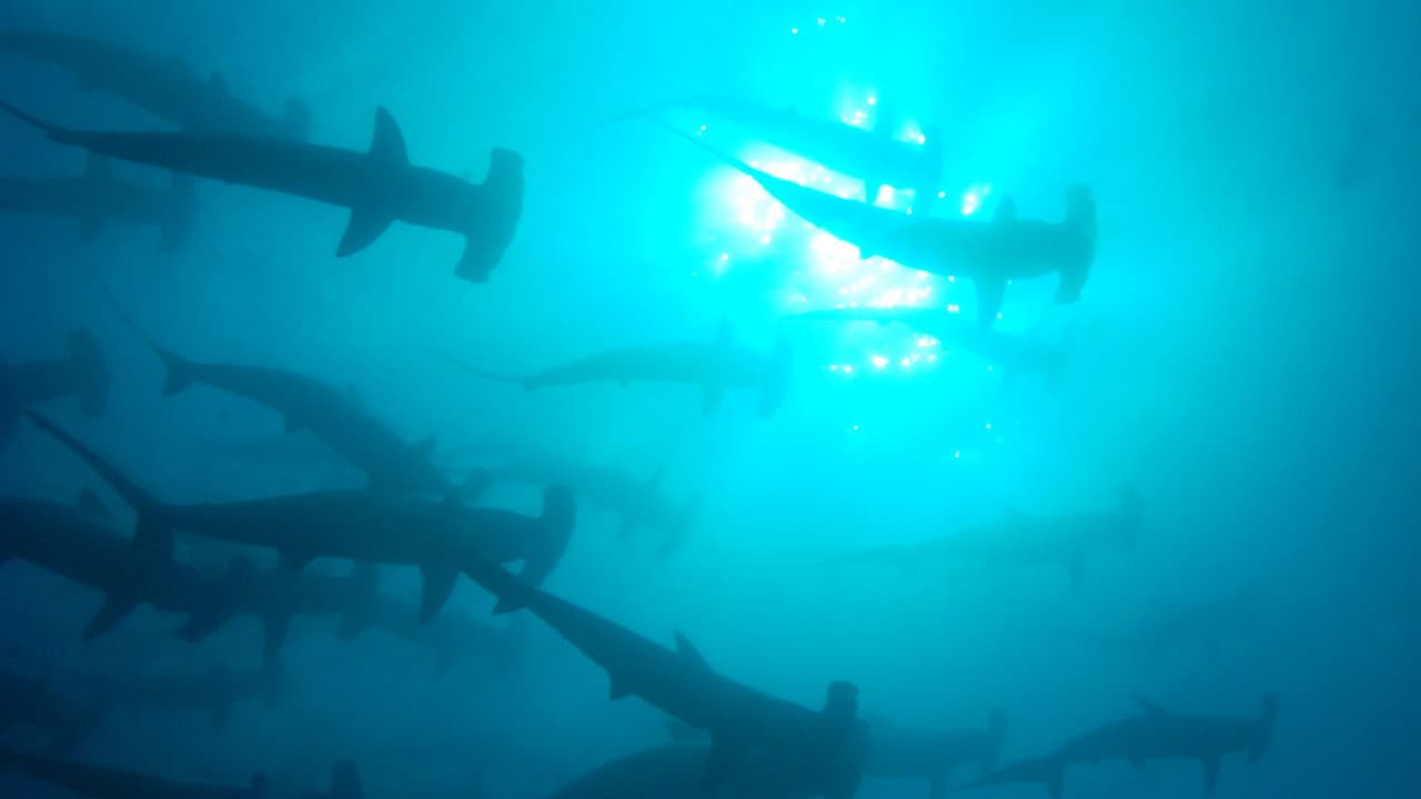 The Blue Planet — backdrops 8