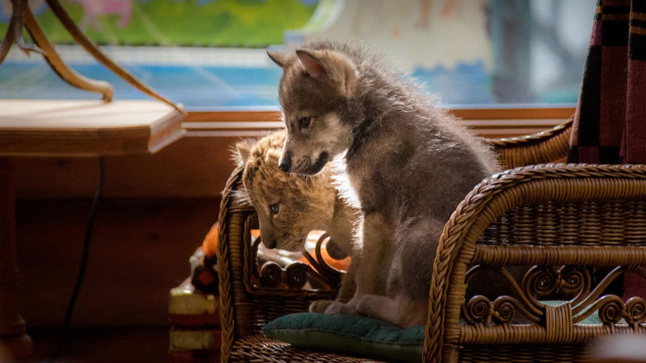 The Wolf and the Lion — backdrops 2