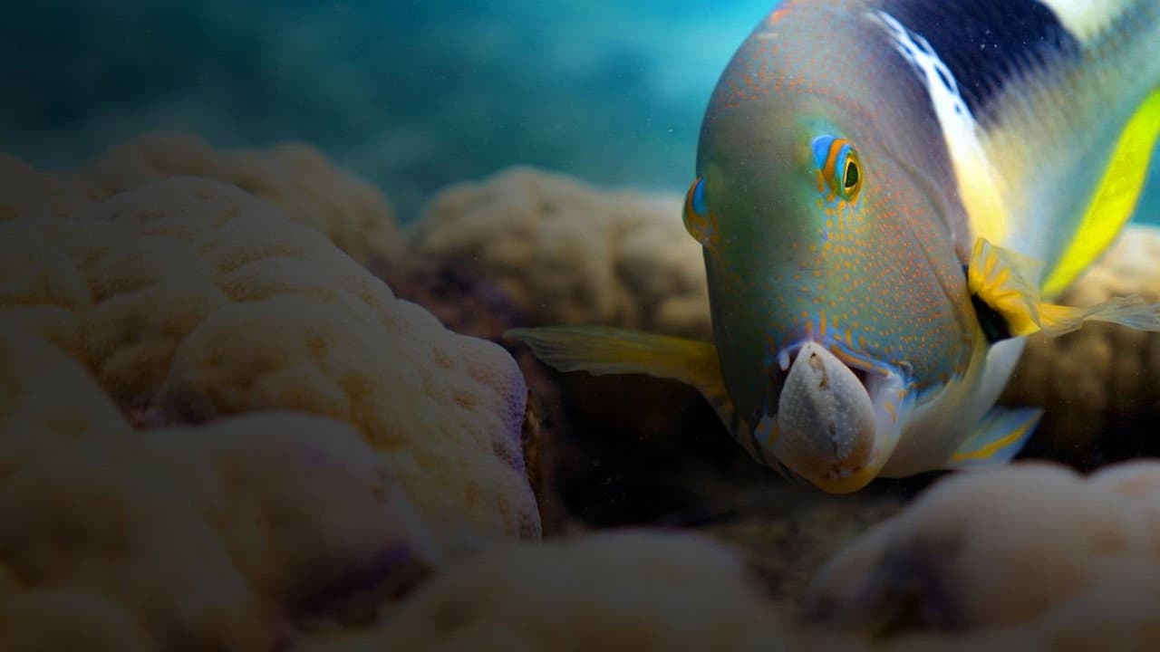 Blue Planet II — backdrops 4