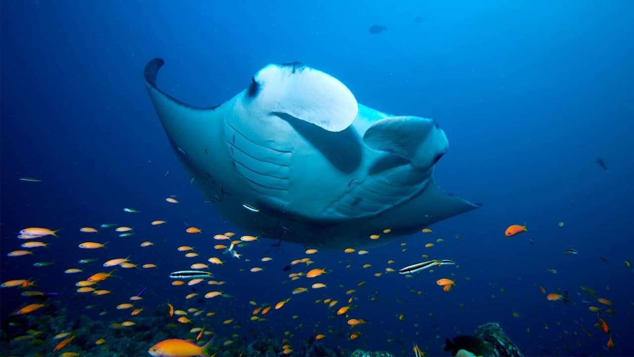 Blue Planet II — backdrops 3