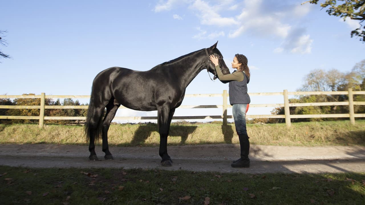 Free Rein — backdrops 3