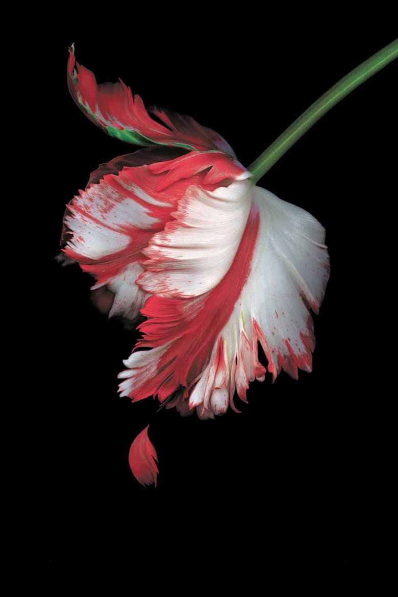 The Twilight Saga: New Moon — posters 8